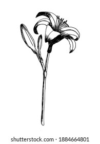 Daylily vector sketch. Hand drawn botanical lily sketch on white background. Design for textile, decor, invitations.
