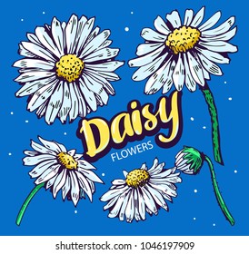 Daysy flowers set. Hand drawn illustration converted to vector