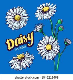 Daysy flowers set. Hand drawn illustration converted to vector