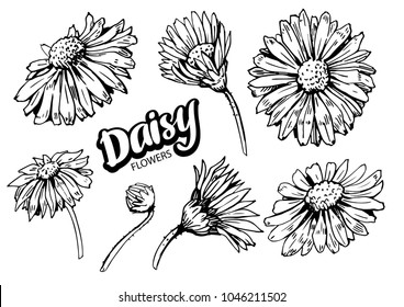Daysy flowers set. Hand drawn illustration converted to vector