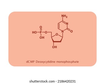 dCMP Deoxycytidine monophosphate Nucleotide molecular structure diagram on white background. DNA and RNA building block consisting of nitrogenous base, sugar and phosphate.