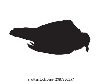 Dead Bird Silhouette Isolated Over White