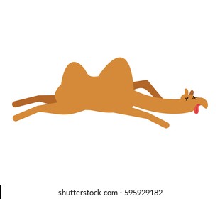 Dead camel. Animal Desert dead. Corpse of beast