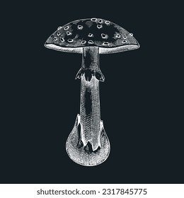 Dead cap mushroom sketch. Hand-drawn deadly poisonous fungus illustration. Forest mushroom drawing on chalkboard