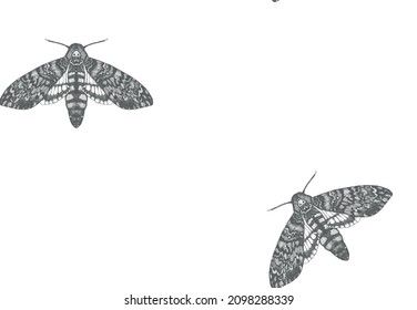 Patrón de mariposa de cabeza muerta en estilo vintage