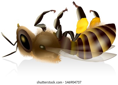 Dead Honey Bee - Illustration of an isolated dead honey bee with pollen baskets.