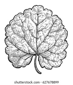 Dead leaf illustration, drawing, engraving, ink, line art, vector