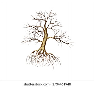 Dead olive tree and the roots vector illustration, molt tree, drought tree vector