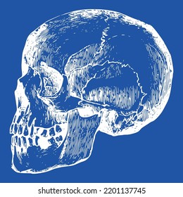 Dead Skeleton Skull Bone Head Vector