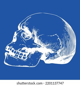 Dead Skeleton Skull Bone Head Vector