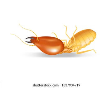 dead termites isolated on white background, insect species termite ant eaten wood decay and damaged wooden bite, cartoon termite clip art, animal type termite or white ants, illustration