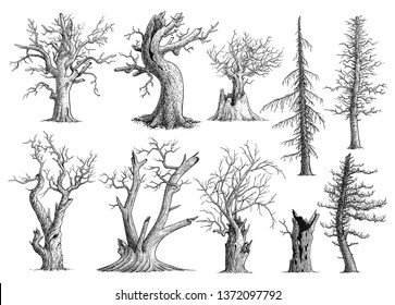 Dead tree collection illustration  drawing  engraving  ink  line art  vector