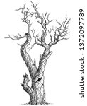 Dead tree illustration, drawing, engraving, ink, line art, vector