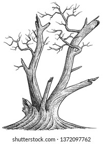 Dead tree illustration, drawing, engraving, ink, line art, vector