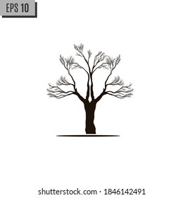 Dead tree isolated on white background, Dead branches of a tree.Dry tree branch.Part of single old and dead tree on white background.