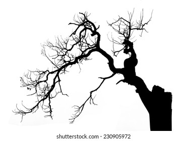 Dead tree on white background, vector illustration