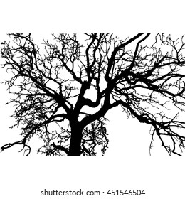 Dead tree silhouette
