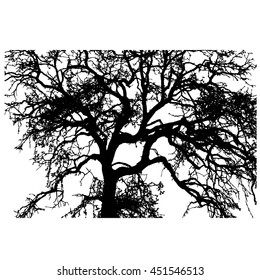 Dead tree silhouette