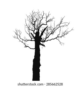 Dead tree silhouette. Silhouette old dry tree on a white background isolated. Vector old dry tree without leafs isolated on white.