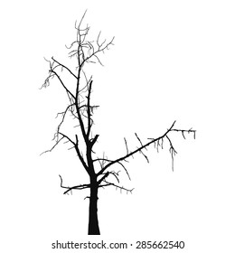 Dead tree silhouette. Silhouette old dry tree on a white background isolated. Vector old dry tree without leafs isolated on white.