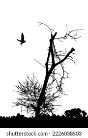Dead tree silhouette vector with birds flying. Tree without leaves in the forest side, natural landscape. Naked or dry tree illustrations.