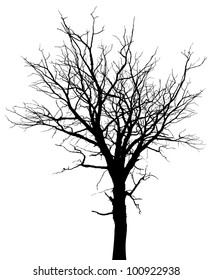 Dead tree silhouette. Vector old dry oak crown without leafs isolated on white