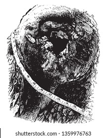  dead tree.  vintage line drawing or engraving illustration.