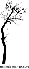 Dead Tree without Leaves Vector