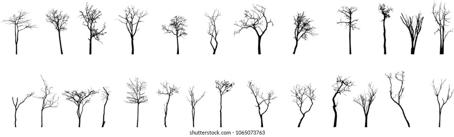 Dead Tree without Leaves Vector