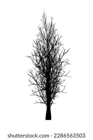 Dead trees isolated on a white background, black silhouette of dry tree without leaf