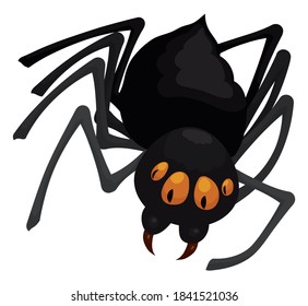 Deadly black widow spider with friendly look and tender eyes, isolated over white background.