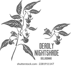 Deadly Nightshade flowers and berries vector silhouette. Atropa belladonna medicinal herb outline. Set of vector image in Line of Belladonna plant for medicine. Contour drawing of Belladonna healing.