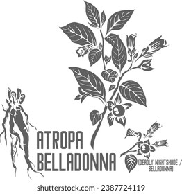 Deadly nightshade vector silhouette. Medicinal Atropa belladonna plant outline. Set of Belladonna flowers fruits root in Line for pharmaceuticals. Contour drawing of medicinal herbs