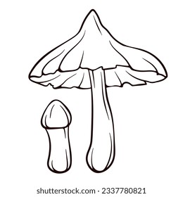 Deadly Webcap inedible mushroom in line art style. Poisonous Cortinarius rubellus black and white vector sketch. Illustration Isolated on a white background.