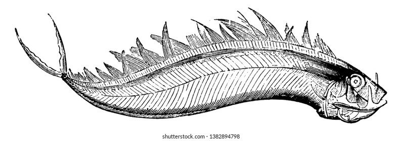 Dealfish Is Four To Six Feet Long, Vintage Line Drawing Or Engraving Illustration.