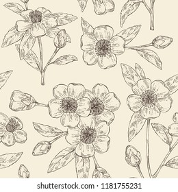 Deamless pattern with camellia sasanqua: leaves, camellia sasanqua flowers and bud. Cosmetic, perfumery and medical plant. Vector hand drawn illustration