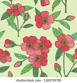 Deamless pattern with camellia sasanqua: leaves, camellia sasanqua flowers and bud. Cosmetic, perfumery and medical plant. Vector hand drawn illustration