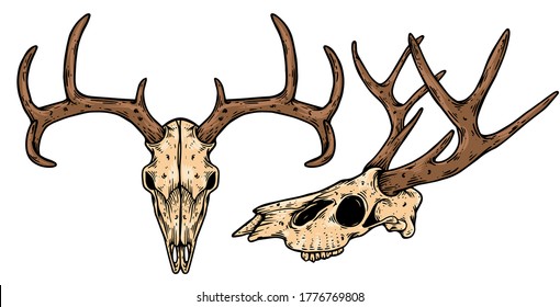 Dear Skull Head Vector Illustration