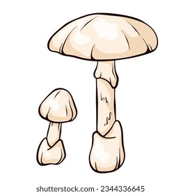 El hongo de la gorra de muerte al estilo de las caricaturas. Amanita phalloides setas venenosas en el bosque, hongo tóxico, venenoso mortal. Ilustración vectorial aislada en un fondo blanco.