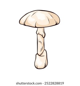 Death Cap mushroom with a pale white cap and stem in cartoon style. Perfect for nature theme design, educational material and botanical illustrations. Isolated on a white background.