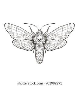Death head hawk moth in retro vintage style. Design template for tattoo, print, cover. Vector illustration. 