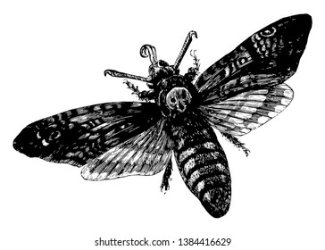 El Hawkmoth de la cabeza de muerte, que se identifica fácilmente por el patrón vagamente humano en forma de cráneo, el dibujo de la línea vintage o la ilustración grabadora.