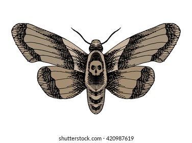 Death head moth. Hand drawn vector stock illustration. Isolated on white background