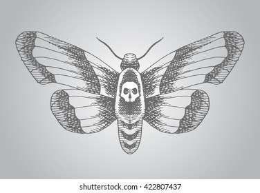 Death head moth. Hand drawn vector stock illustration.