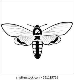 Death s Head Hawkmoth