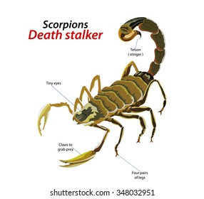 Death stalker scorpion vector on a white background
