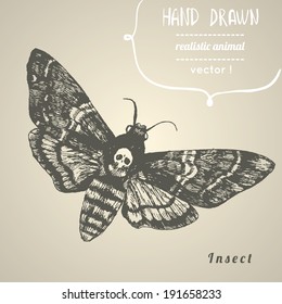 Death's head hawk moth. Hand drawn vector illustration.