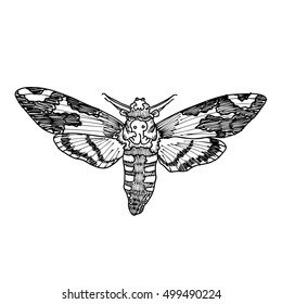 Death's head hawk moth. Hand drawing of hawkmoth. Trendy vintage element. Dark romance, magic, spirit, occultism, death, magic. Witchcraft magic, occult attribute decorative element.