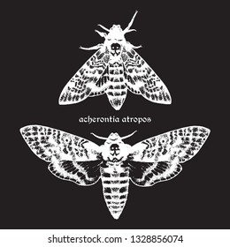 Deaths head hawk moths hand drawn dot work vector illustration. Signature is the Latin name of the species