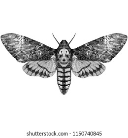 Death's Head Hawkmoth (Acherontia Styx)